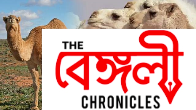 camels1