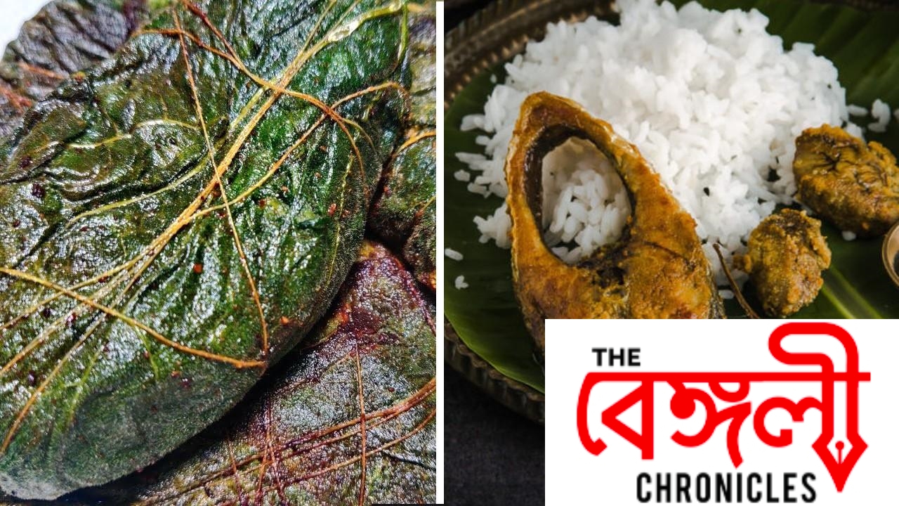 hilsa fish