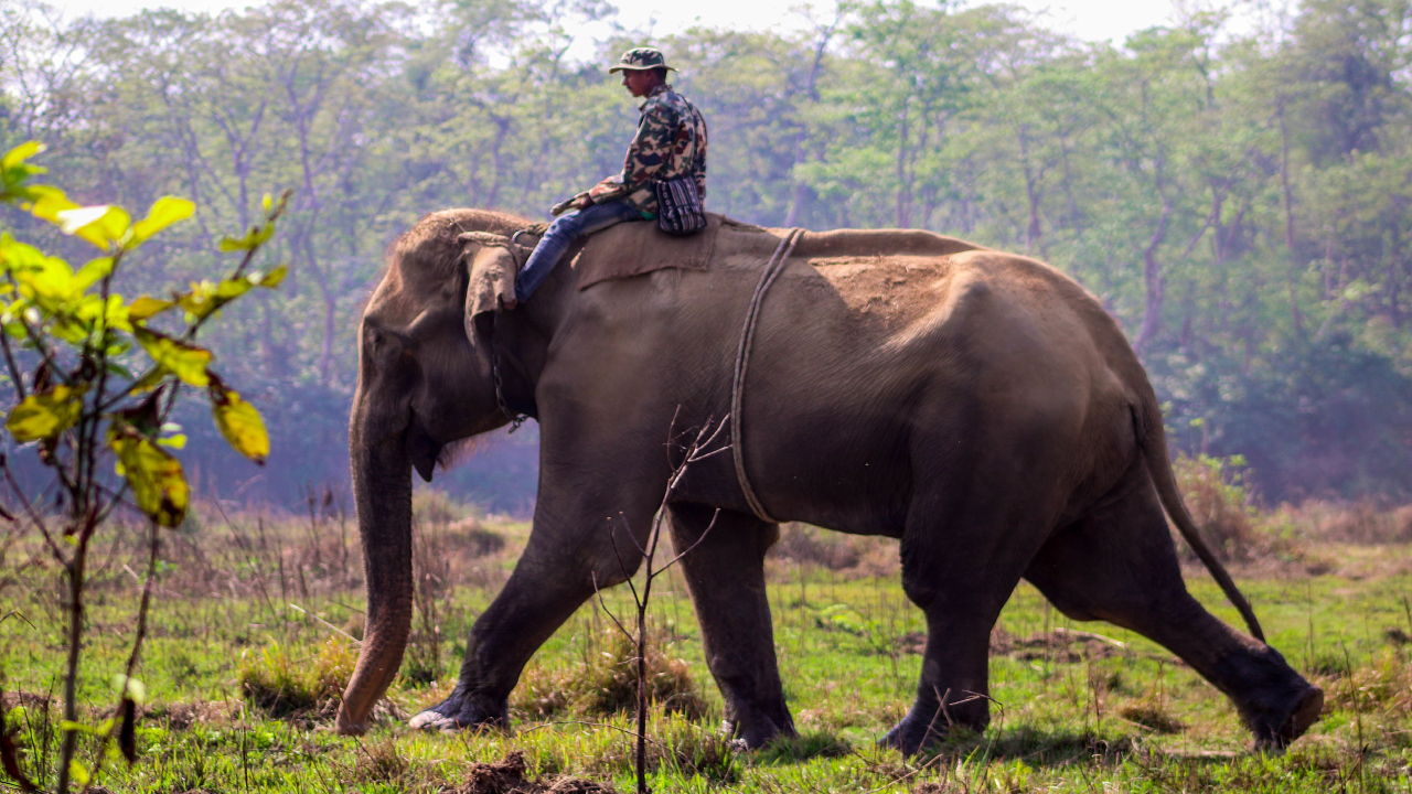 Siliguri,maynaguri,gorumara national park,rakhi,elephant