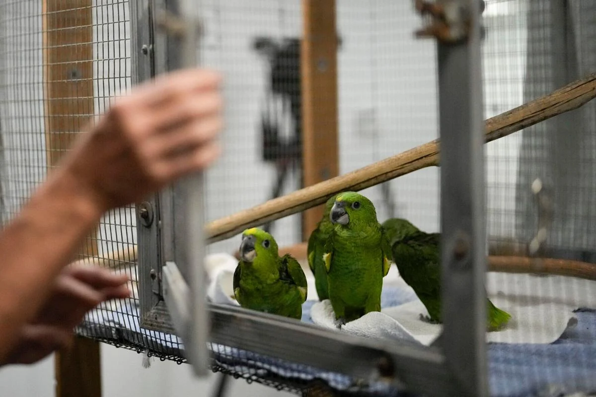 Pet Birds,Home,West Bengal,Banned,Jyotipriyo Mullick