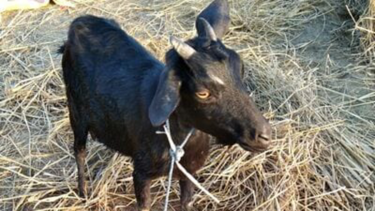 Goat lost,tamluk thana,police DSP,west bengal police