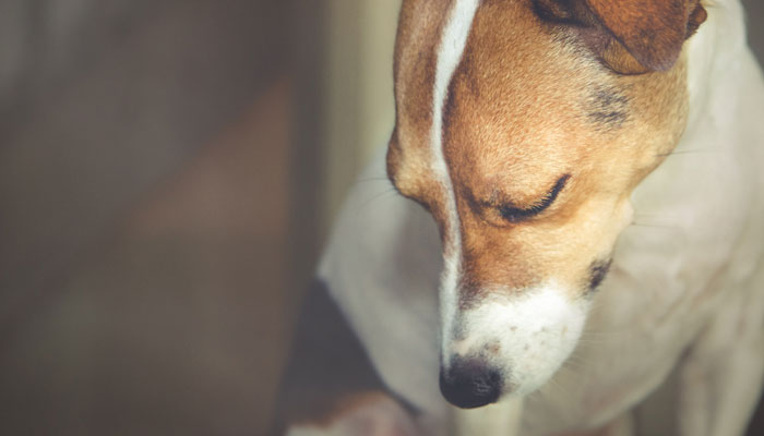 Sexually Assault,Dog,Bestiality,Mumbai