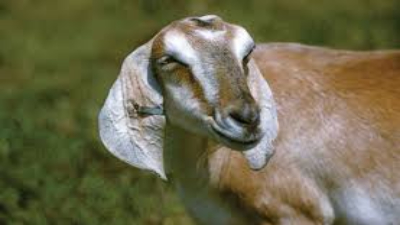 Goat lost,tamluk thana,police DSP,west bengal police