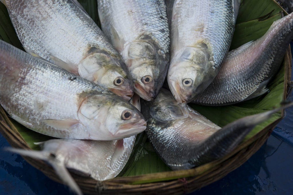 Hilsa Fish,Bangladesh,Sea