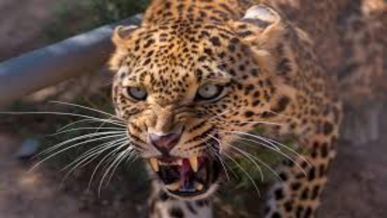 Leopard,Leopard Attack,Alipurduar news