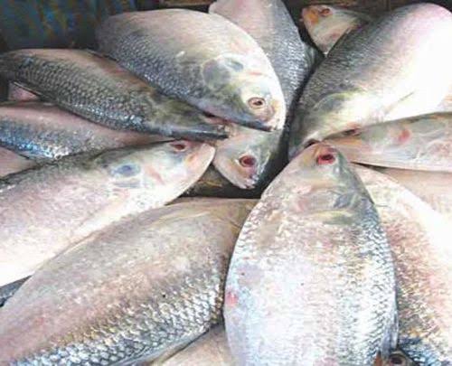 Hilsa,Kolkata's market,hilsa crisis,Bombay hilsa