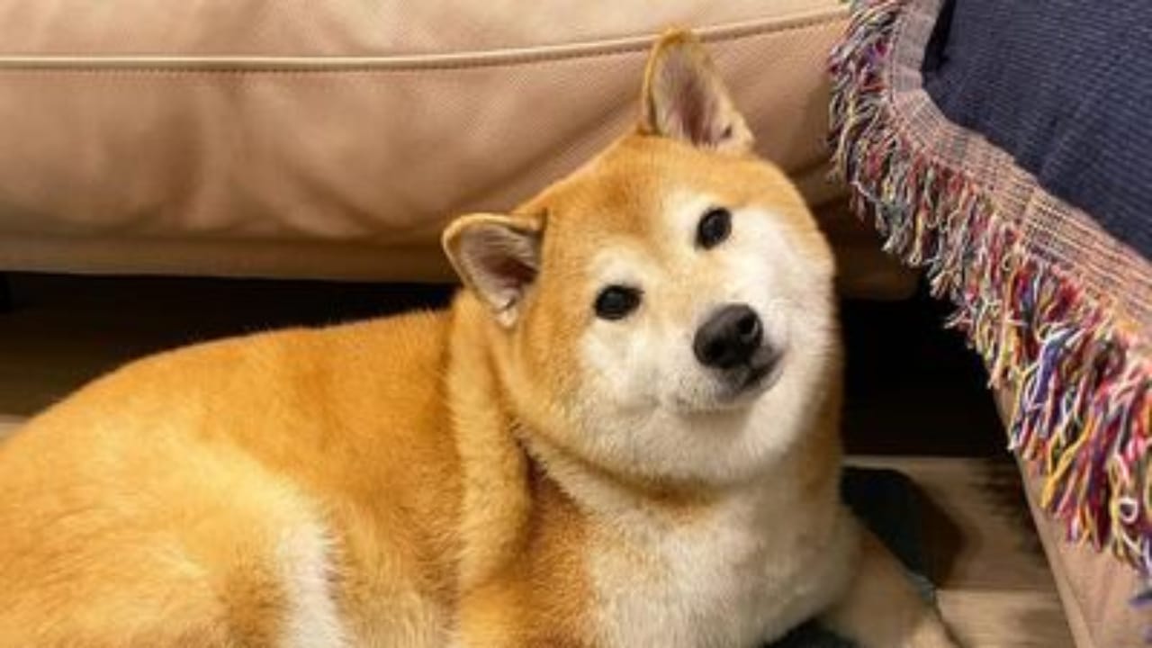 social media’s viral dog,cancer,social media memes