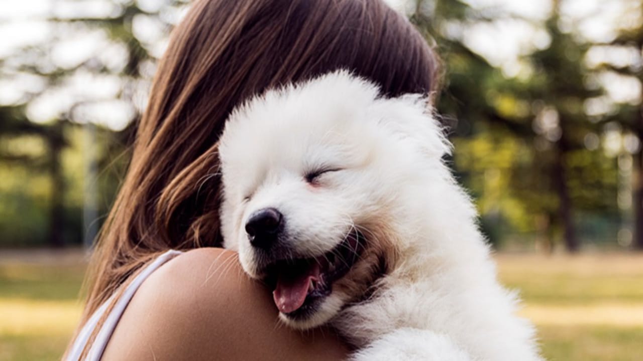Friend,pet,dog,8 reasons Dogs are best friends of human.