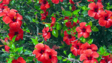 Vastu,Vastu Shastra,Hibiscus flower,Spiritual,Spirituality,Life tips,Lifestyle