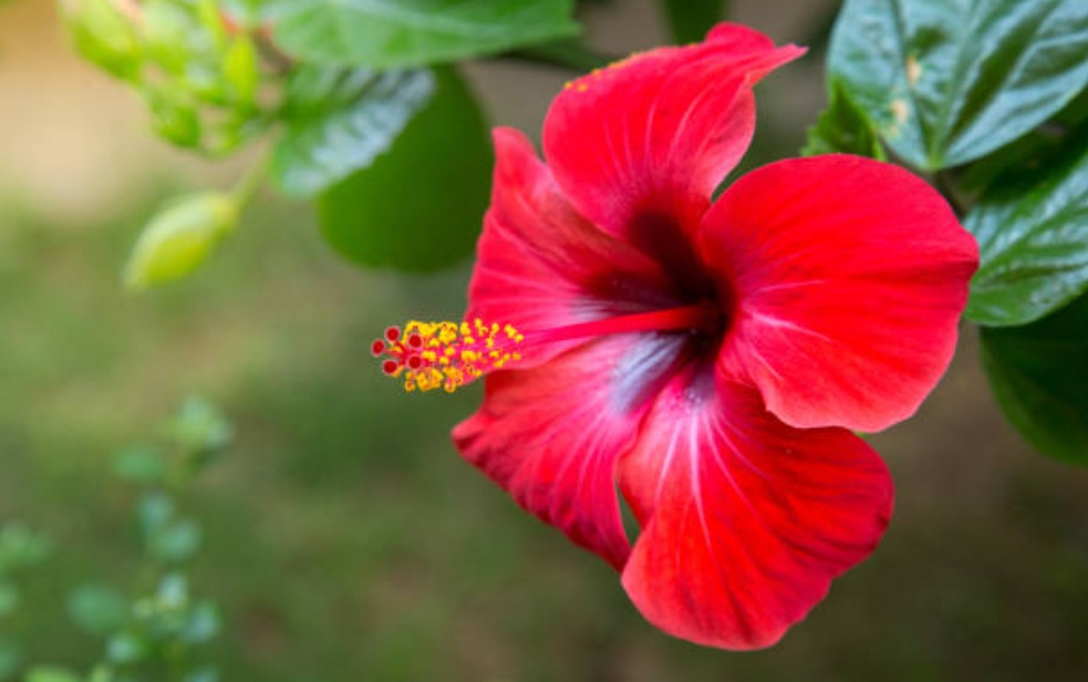 Vastu,Vastu Shastra,Hibiscus flower,Spiritual,Spirituality,Life tips,Lifestyle