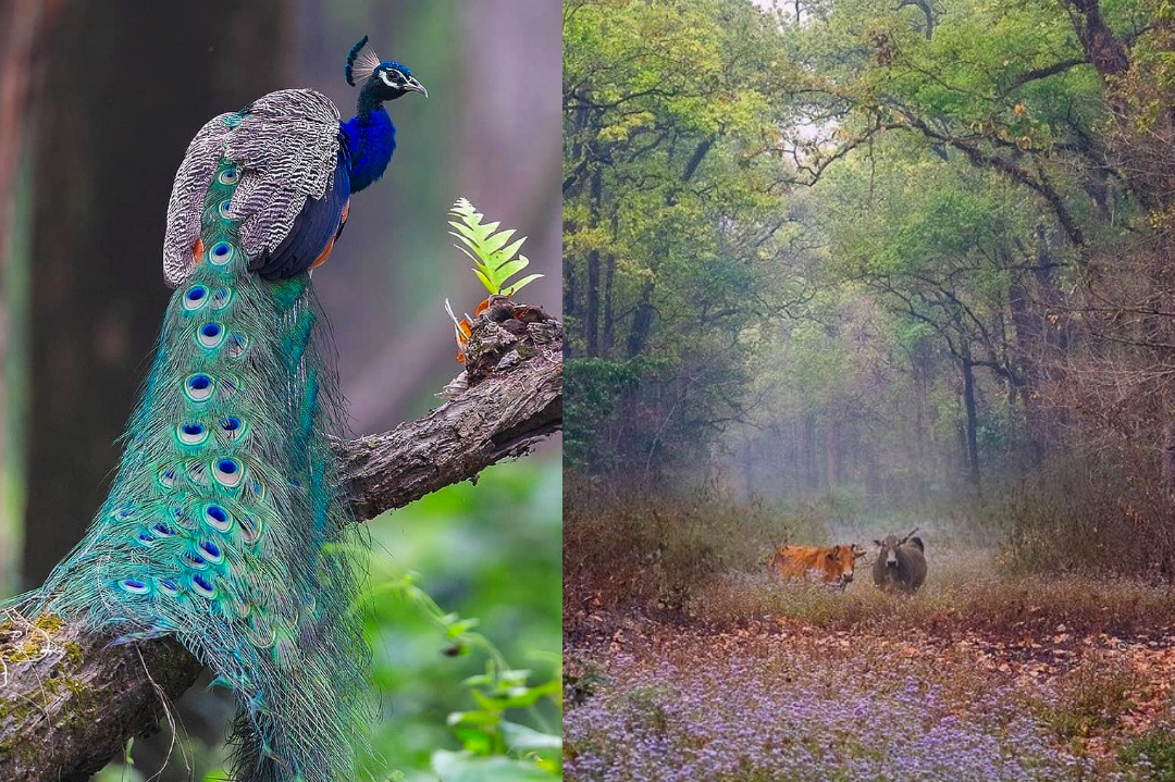 West Bengal,Travel,WB Tourism,North Bengal
