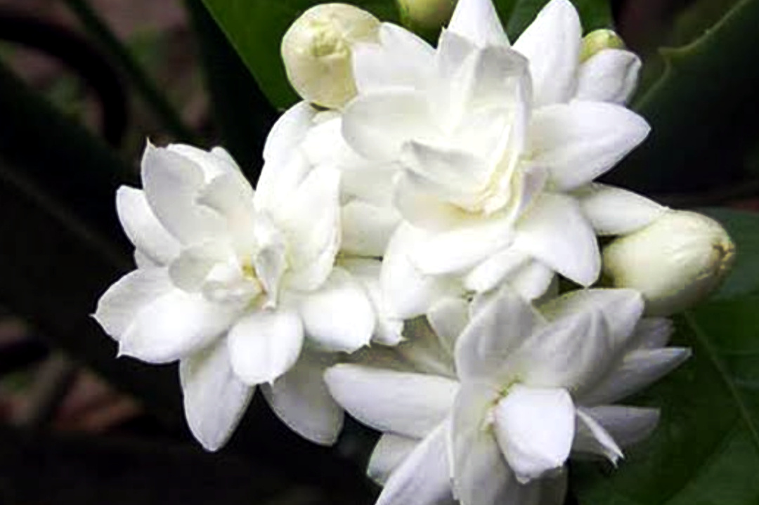 Flower,Jasmine,Benifits of jasmine,life impact,Lifestyle