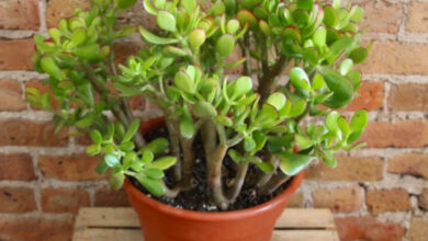 Plant,Indoor plant,Spiritual,Bastu Sastra,Rules of Bastu Sasrta