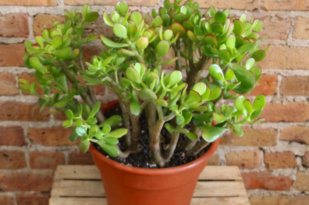 Plant,Indoor plant,Spiritual,Bastu Sastra,Rules of Bastu Sasrta