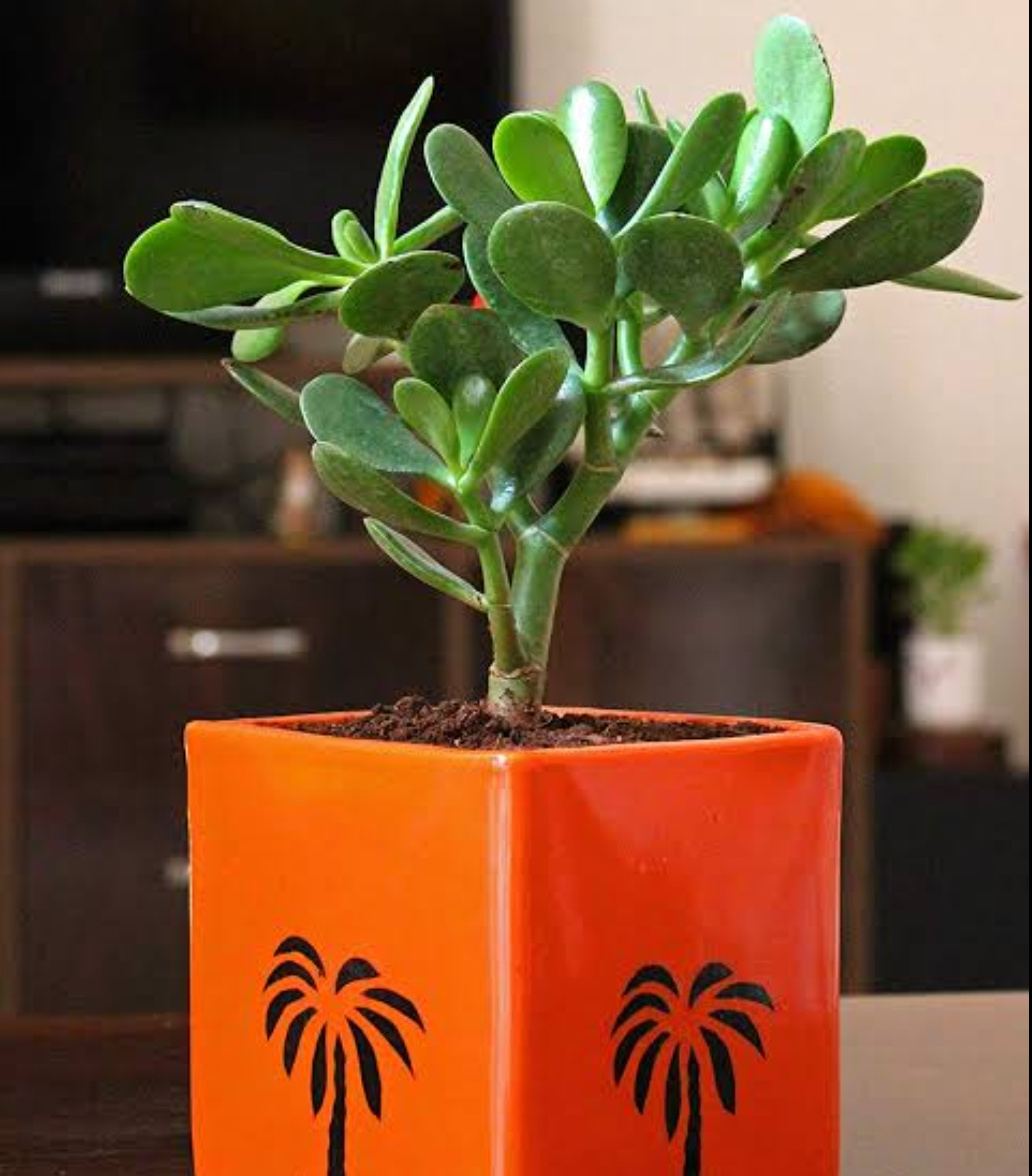 Plant,Indoor plant,Spiritual,Bastu Sastra,Rules of Bastu Sasrta