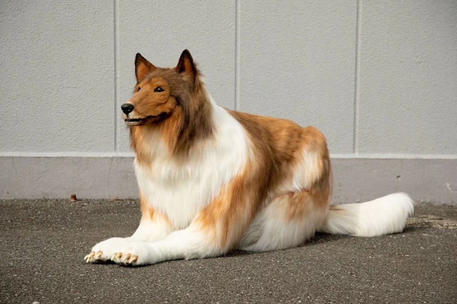 Japan,Dog,Viral,Japanese Man Turn Dog