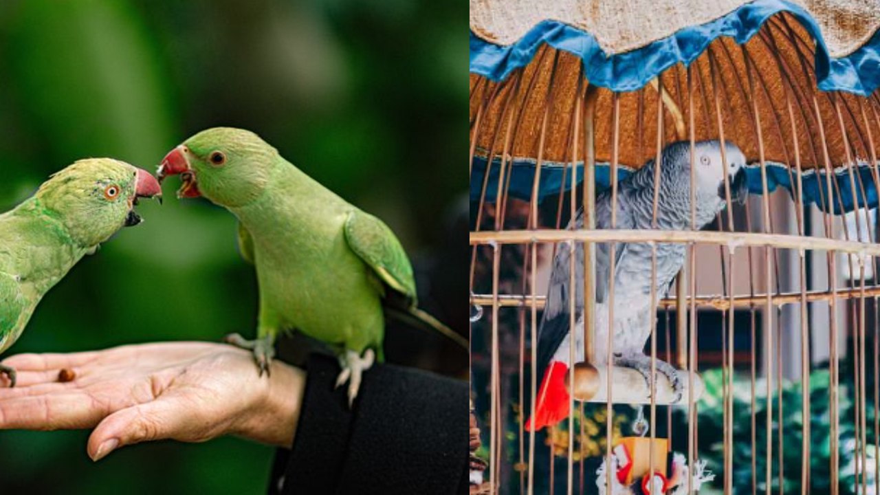 Pet Birds,Home,West Bengal,Banned,Jyotipriyo Mullick