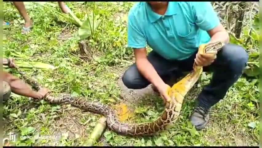 Python,Jalpaiguri,Rescue,West Bengal,North Bengal