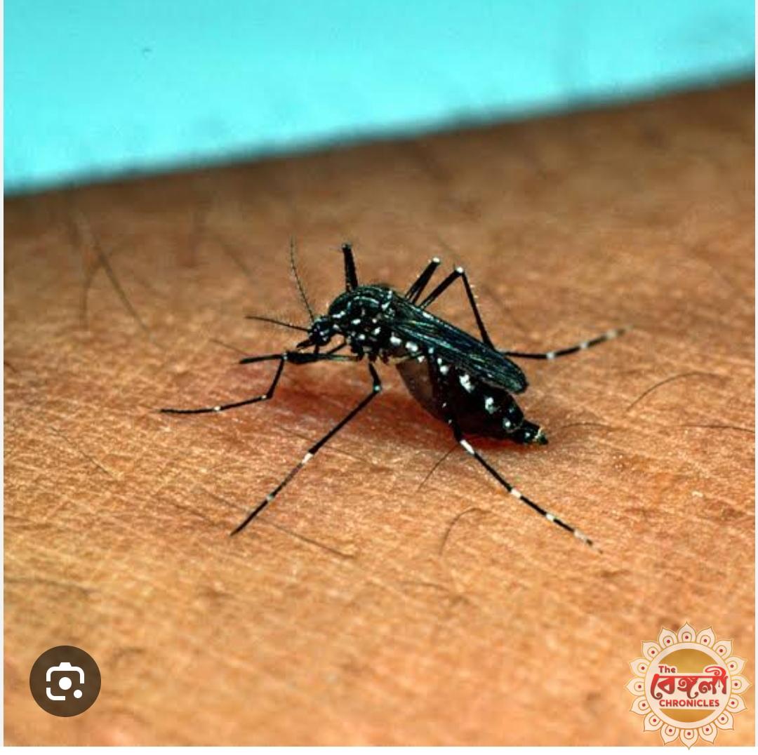 Mamata Banerjee West Bengal Legislative Assembly,dengue