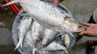 Bengali,Bangladesh,Bengali food,Monsoon,Hilsa fish