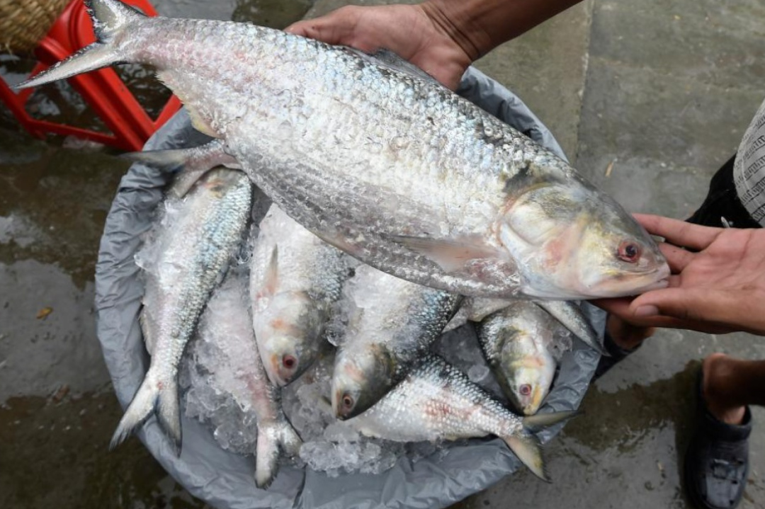 Bengali,Bangladesh,Bengali food,Monsoon,Hilsa fish