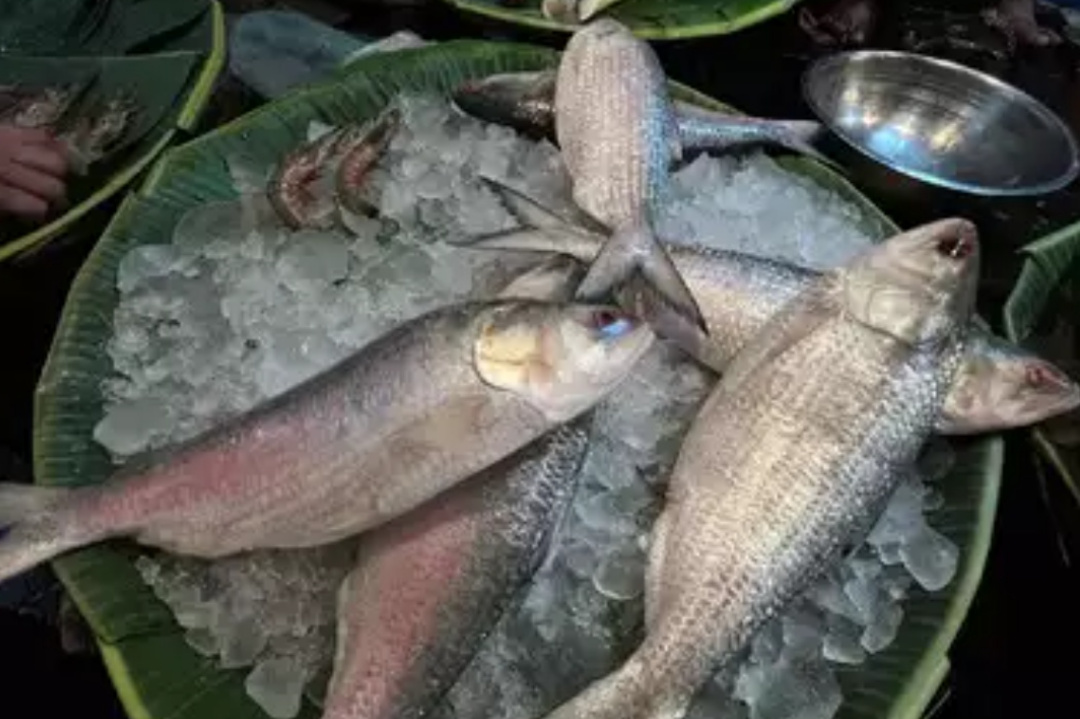 Bengali,Bangladesh,Bengali food,Monsoon,Hilsa fish