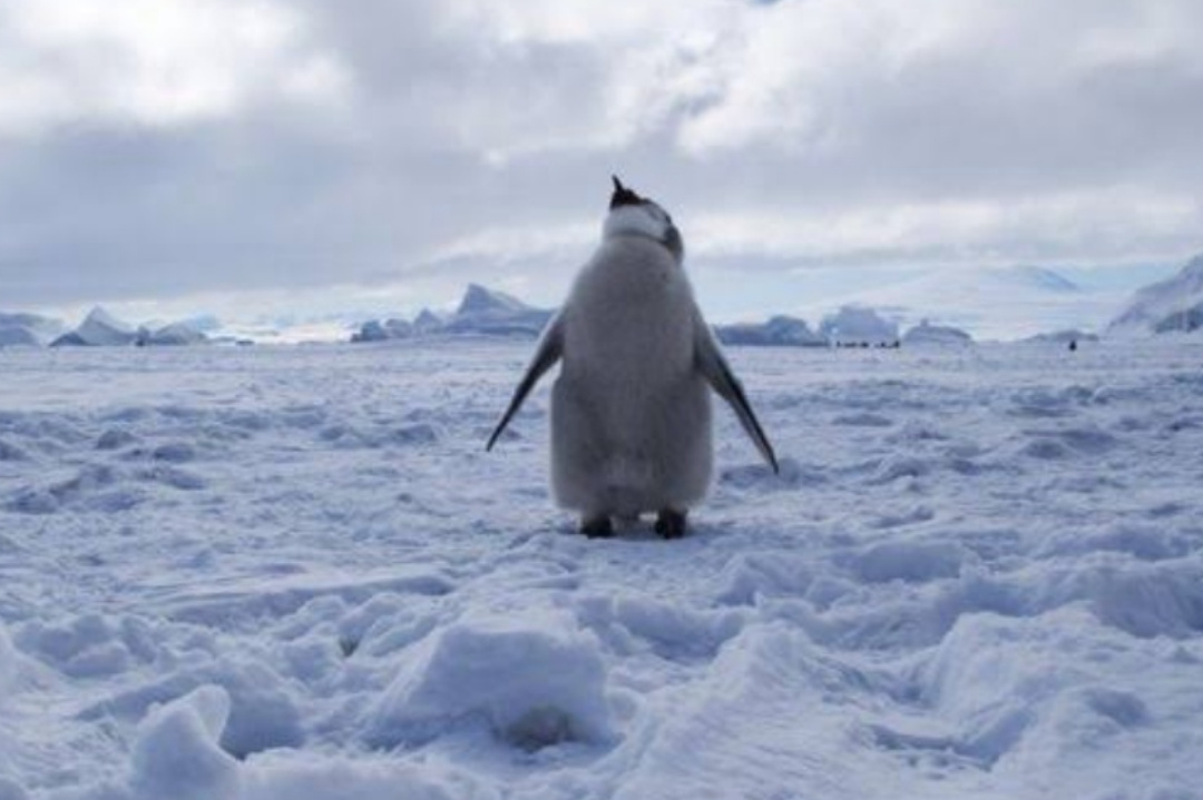 World,Tempareture Change,Global warming,Penguins,Global warming effects