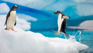 World,Tempareture Change,Global warming,Penguins,Global warming effects