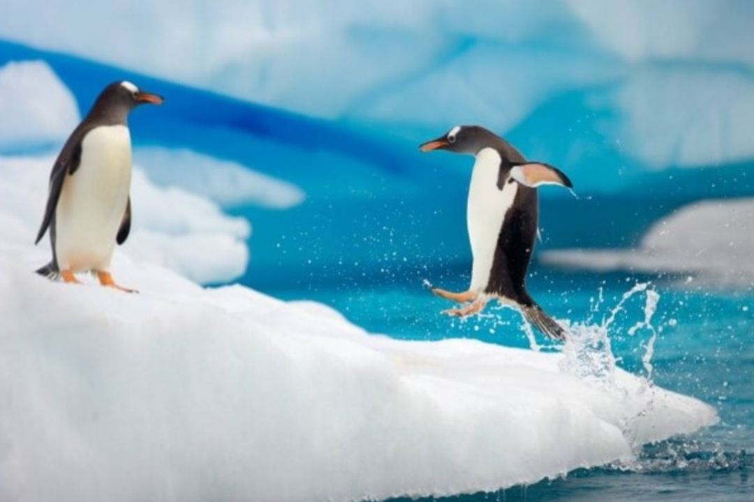 World,Tempareture Change,Global warming,Penguins,Global warming effects
