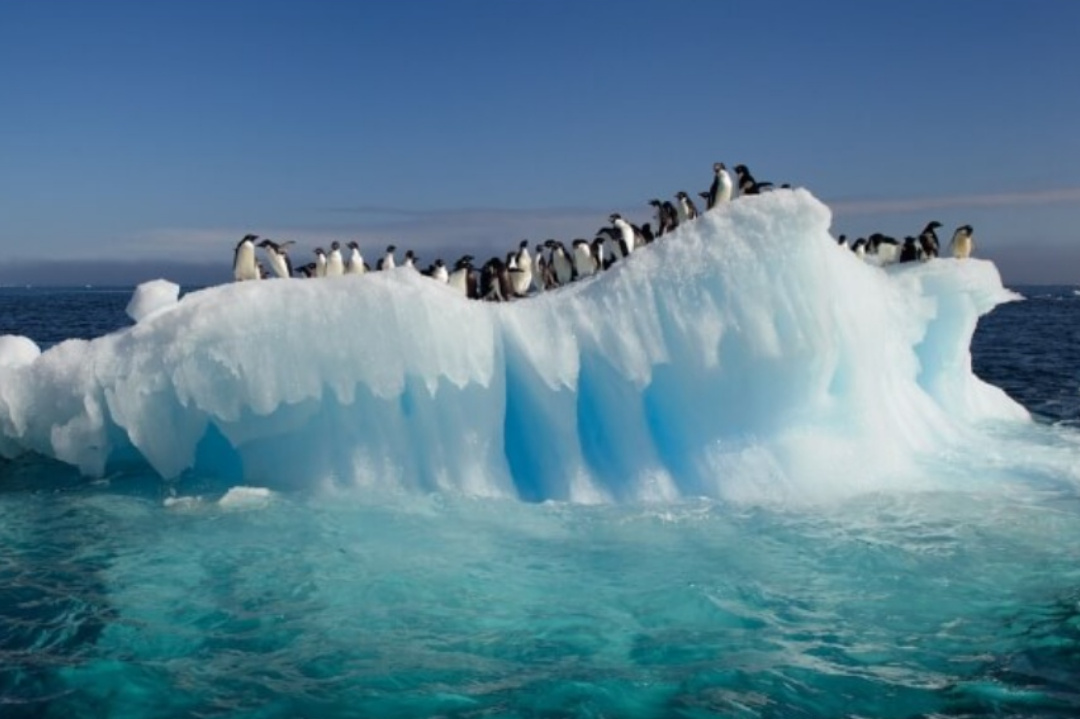 World,Tempareture Change,Global warming,Penguins,Global warming effects