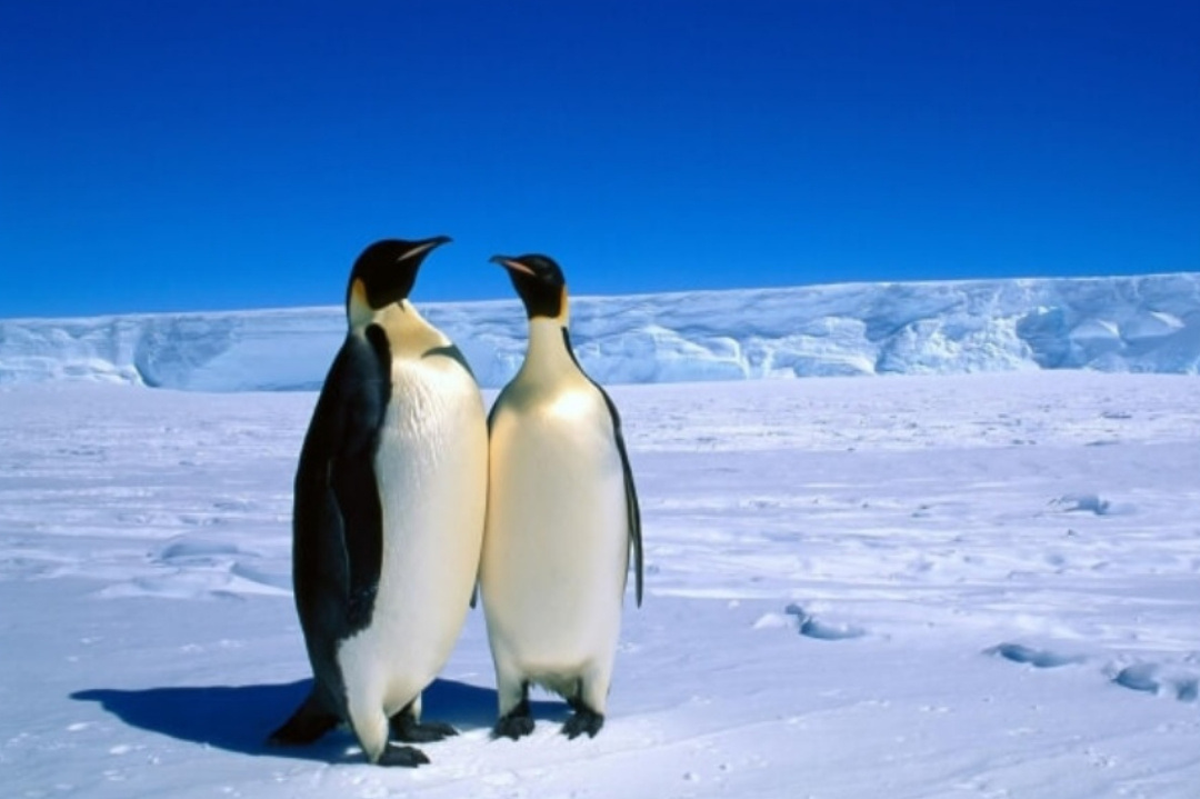 World,Tempareture Change,Global warming,Penguins,Global warming effects