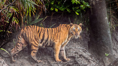 Bangaon,Tiger,Fear