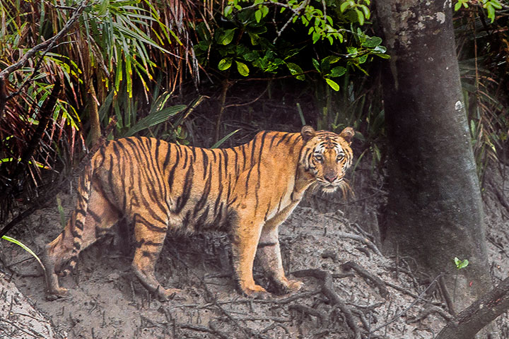 Bangaon,Tiger,Fear