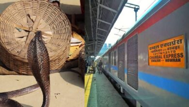Train,Snake,Chambal Express