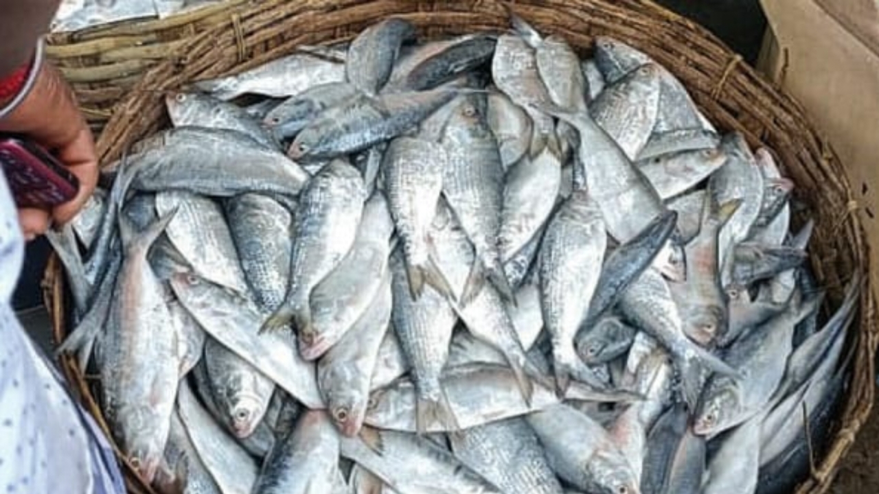 Fish,Hilsa fish Market,Selling,Action