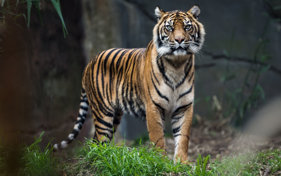 Bangaon,Tiger,Fear