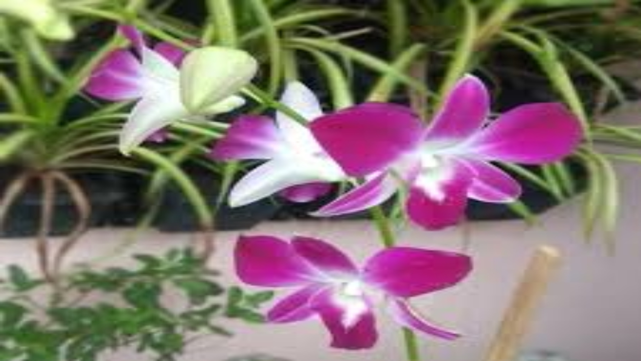 Jalpaiguri,orchid flower,orchid garden in Jalpaiguri,North Bengal,West Bengal