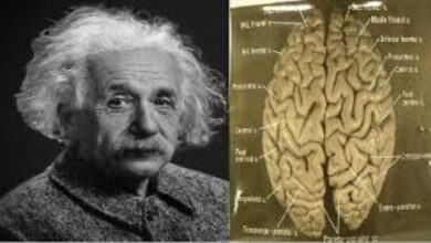 Albert Einstein,Chinese Website,Einstein’s Brain,Taobao,Chinese product