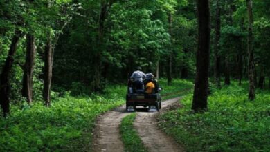 forest,turist,hotel,resort,jaldapara,gorumara,dooars