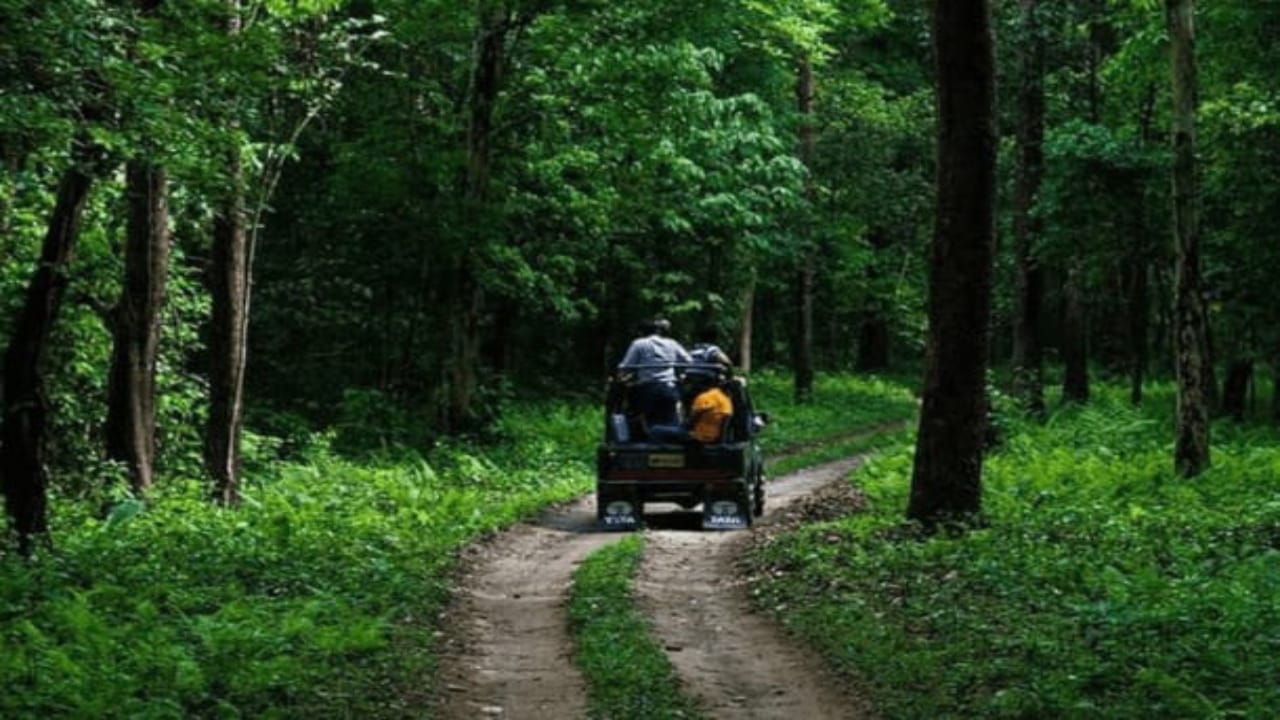 forest,turist,hotel,resort,jaldapara,gorumara,dooars