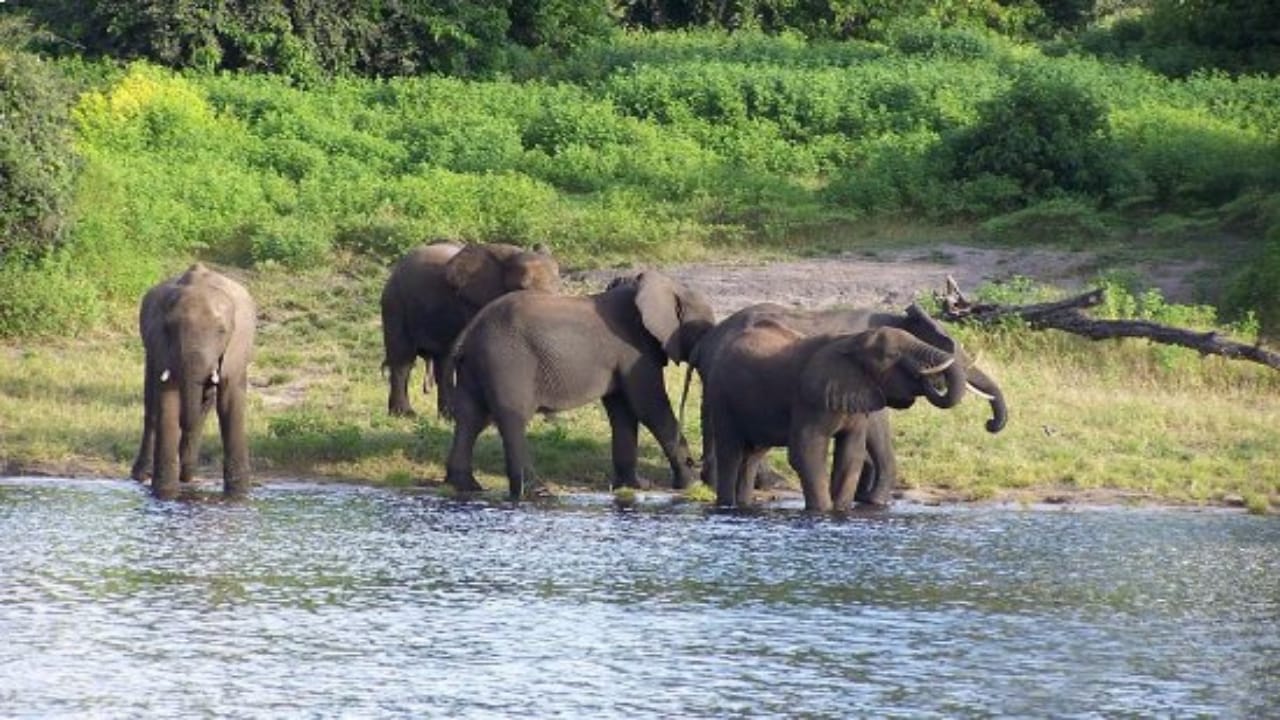 forest,turist,hotel,resort,jaldapara,gorumara,dooars