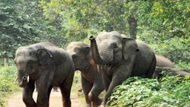 Maharashtra,forest worker,Herd of wild elephants,forest