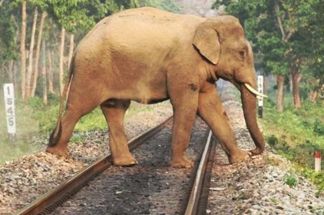 Bengal,North Bengal,Forest,Elephant,Railway