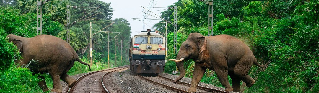 Bengal,North Bengal,Forest,Elephant,Railway