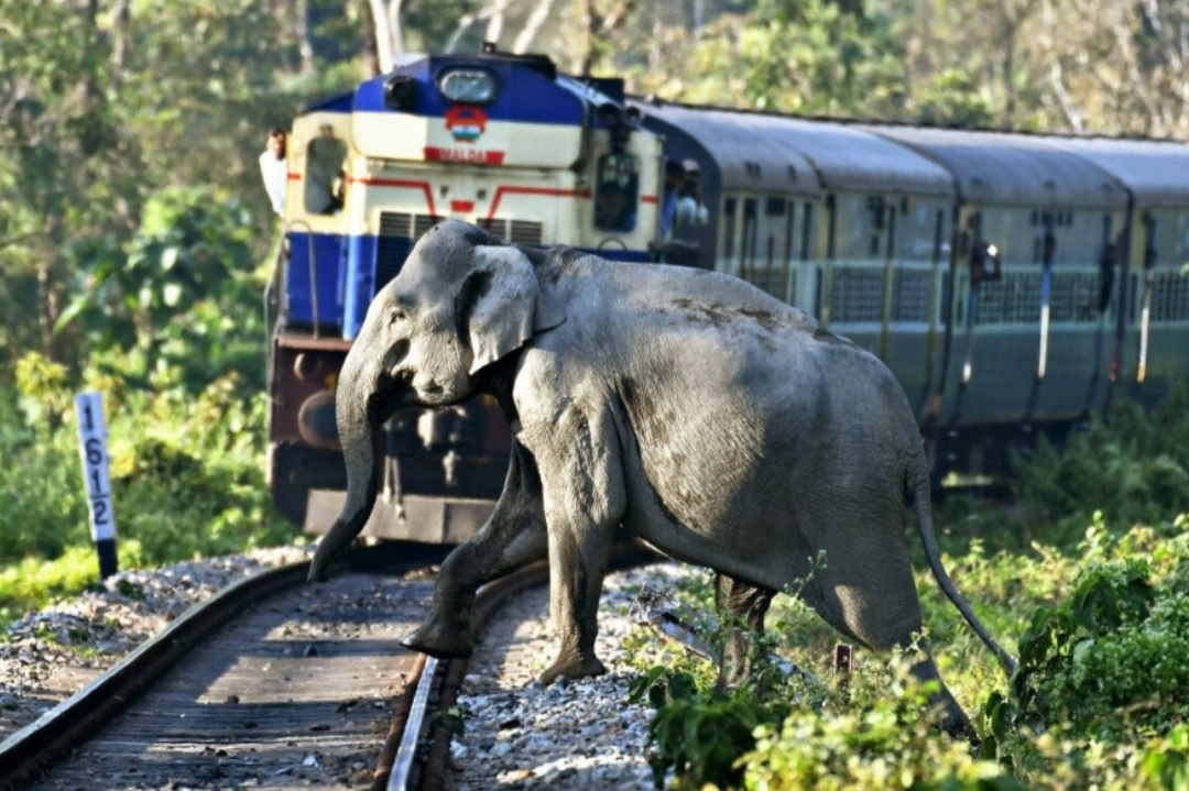 Bengal,North Bengal,Forest,Elephant,Railway