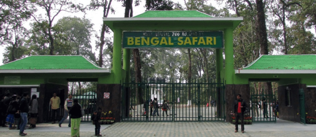 Durga Puja,Bengali Festival,Travel,Wb Tourism,Siliguri,Lion Safari