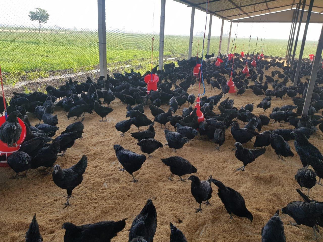 Bihar,MBA Murgawala,Kumar Goutam,Kadaknath Chicken,Farming