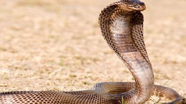 Train,Snake,Chambal Express