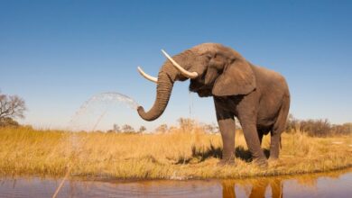 Language,Elephants,Name