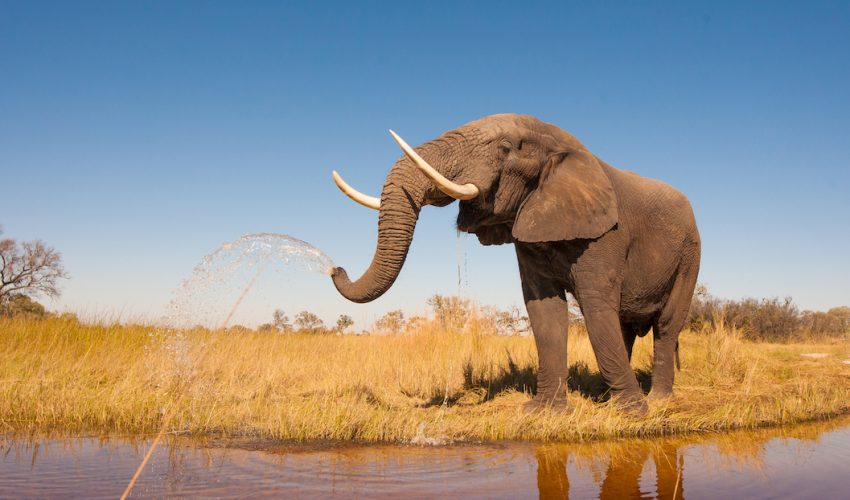 Language,Elephants,Name